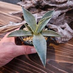 アガベ　マキシミリアナ　1鉢　　　大きくなる綺麗なアガベです