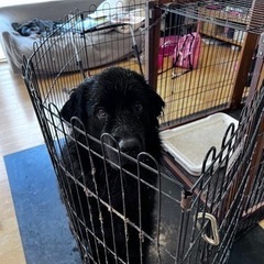 里親探しています。