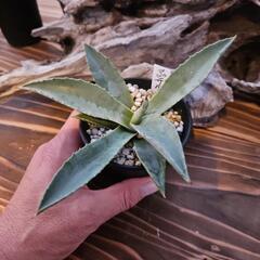 アガベ　マピサガリサ　1鉢　かなり大きくなる　珍しいアガベです　
