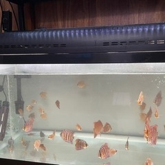 熱帯魚