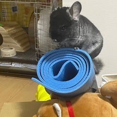 チンチラ