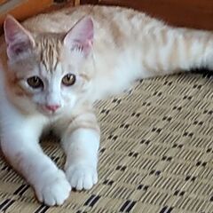 里親募集!元気良く目の大きい可愛い保護猫ちゃんですよ