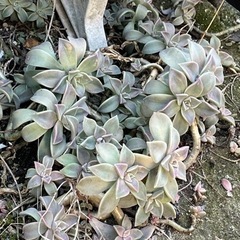 多肉植物　贈呈