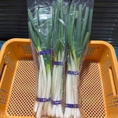 ♡岩槻ネギ: 1束(産直) + 自家用ネギ(少々) 受注販売の画像
