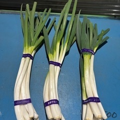 ♡岩槻ネギ: 1束(産直) + 自家用ネギ(少々) 受注販売の画像