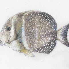 オサカナヲエカキ　色えんぴつ画教室の画像