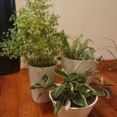 観葉植物  ３鉢まとめて