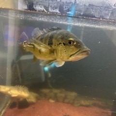 2匹格安出品‼️ キクラ オセラリス ブルー系統の画像