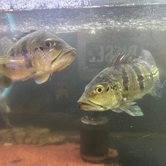 2匹格安出品‼️ キクラ オセラリス ブルー系統の画像