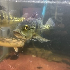 2匹格安出品‼️ キクラ オセラリス ブルー系統の画像