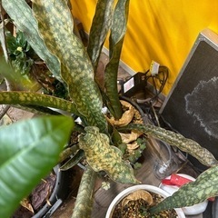 さんセベリア　サンスベリア　もらってくださいの画像