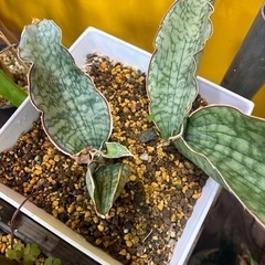 さんセベリア　サンスベリア　もらってくださいの画像