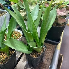 さんセベリア　サンスベリア　もらってください
