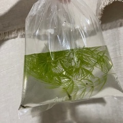 ミナミヌマエビと姫タニシさしあげます