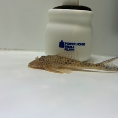 【熱帯魚】値下げ クプープレコ　土管おまけします。の画像