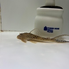 【熱帯魚】値下げ クプープレコ　土管おまけします。の画像