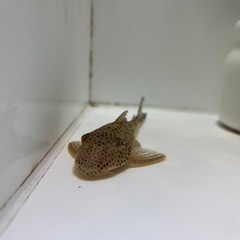 【熱帯魚】値下げ クプープレコ　土管おまけします。の画像