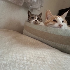 家猫としての猫生をのびのび育てていただける方募集！