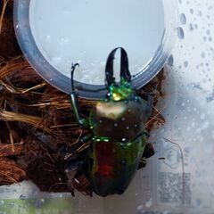 カブトムシの中古が安い!激安で譲ります・無料であげます(132 カブトムシの中古が安い!激安で譲ります・無料であげます(132