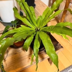 観葉植物　アスプレニウム