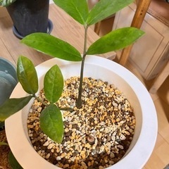 観葉植物　ザミオクルカス・ザミフォーリア　ZZ