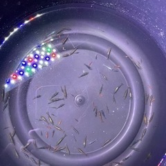 ビーシュリンプ 色抜け