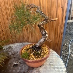 松の画像