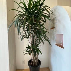 観葉植物　青ドラセナ　コルディリネ　ストリクタ