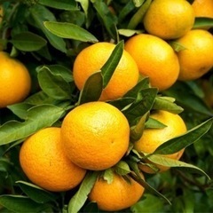 みかんの収穫のお手伝いお願い致します。