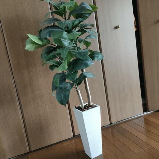 フェイクグリーン　光触媒