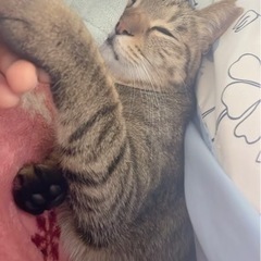 猫相談/猫トーク − 東京都