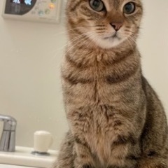 猫相談/猫トーク