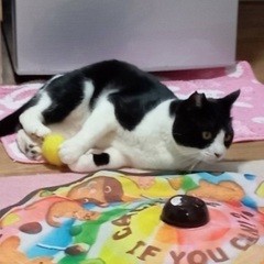 ハチくん/幸せになりました