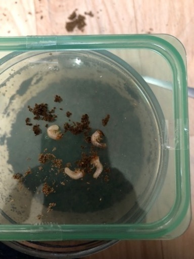 ネプチューンオオカブト幼虫