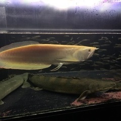 アルシル