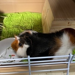 アビシニアンモルモット　里親決まりました。