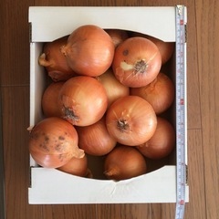 訳あり玉ねぎ