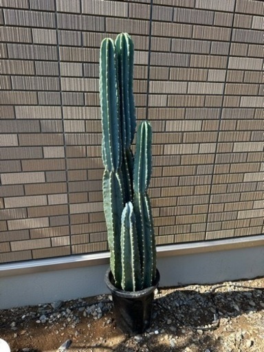 柱サボテン　4本立