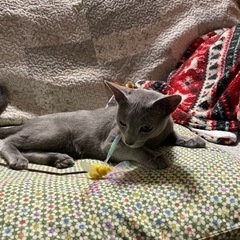里親様、決まりました。　　　ロシアンブルーの男の子　8ヶ月 - 猫
