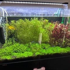 水草水槽