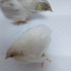 性別不明ヒメウズラ 生後1ヶ月 2羽  - その他