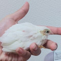 性別不明ヒメウズラ 生後1ヶ月 2羽  − 福岡県