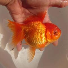 完売🙇🐟大サイズ❗❗ オランダ愛好家産　オランダ　約１５センチ前...