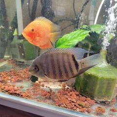 レッドスポット ゴールデンセベラム 熱帯魚 
