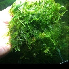 南米ジャイアントウィローモス！熱帯魚　水草　メダカ　レッドビーシ...