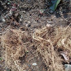 ウマノスズクサ苗(近くの方、鉢植え推奨地植え不可)の画像