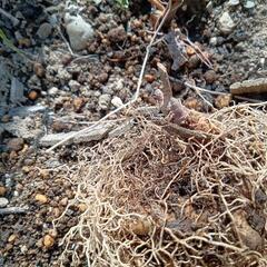 ウマノスズクサ苗(近くの方、鉢植え推奨地植え不可)の画像