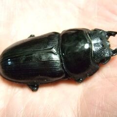 佐賀産オオクワガタ ♀50.5ミリ の画像