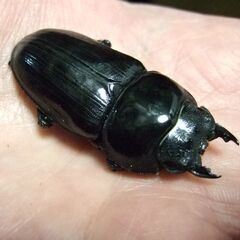 佐賀産オオクワガタ ♀50.5ミリ の画像