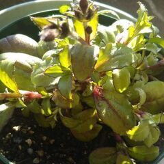 この植物何です！お花咲きました！情報ありがとうございました！